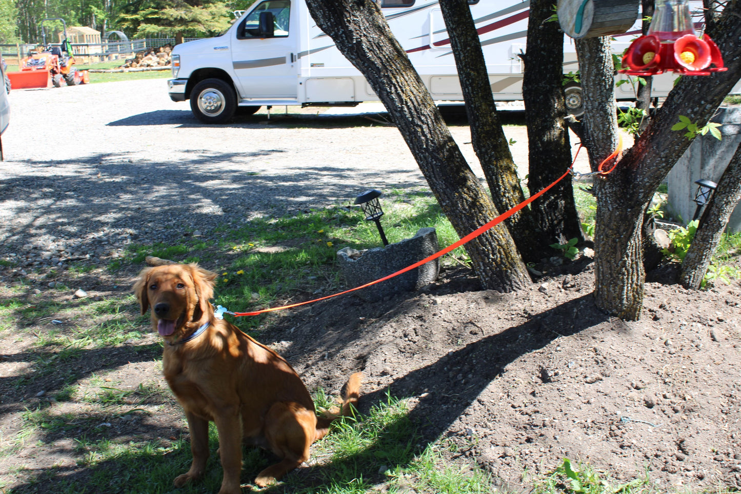 3/4" Biothane Tree Lead