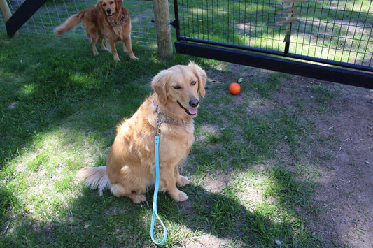 3/4" Biothane Heeling Leash